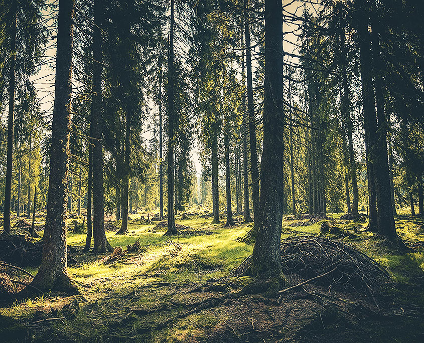 environment forest environment forest