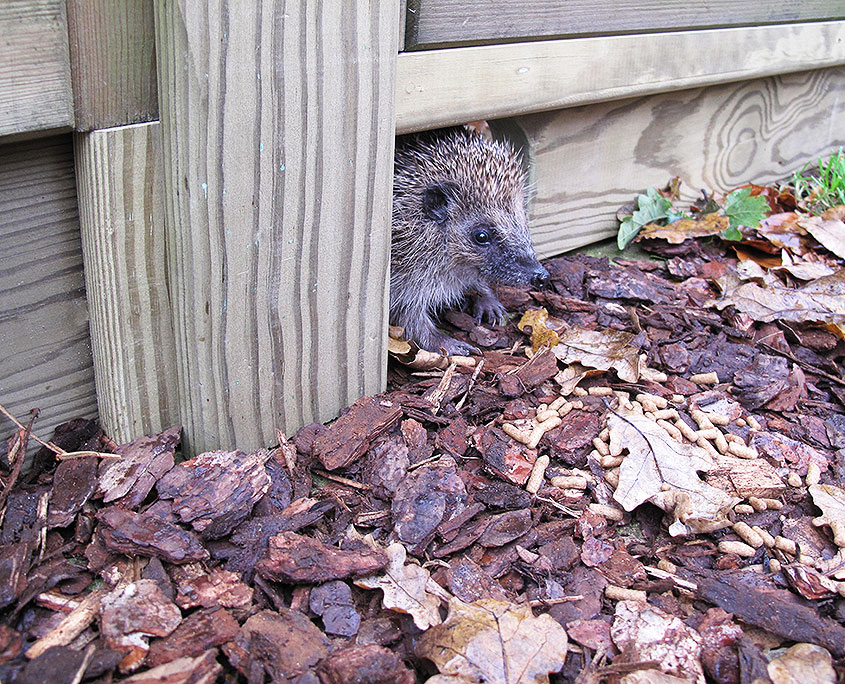hedgehog hole tatton fencing hedgehog hole tatton fencing